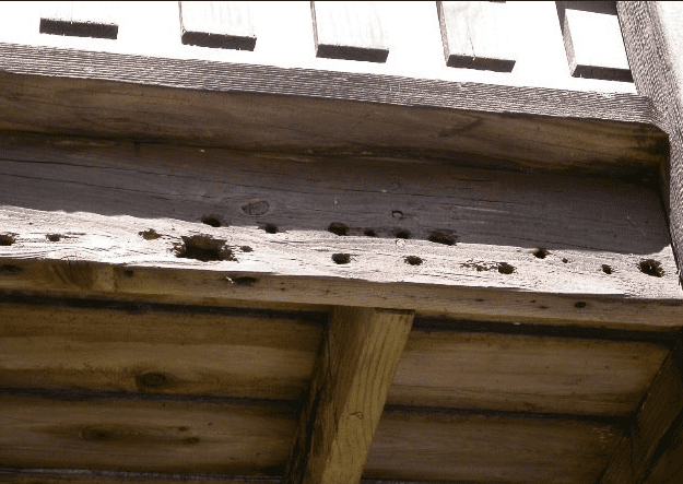Holes that are created by carpenter bees