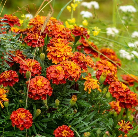 Marigolds are the plants that bees hate