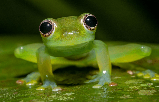 The puppy eyed glass frog