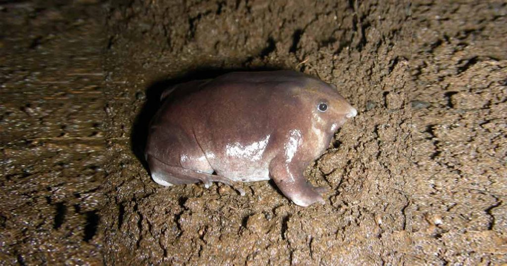 Indian Purple Frog Facts They Are The Weirdest Frogs in the World