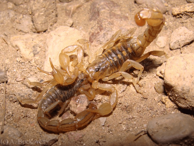 Scorpion is one of animals that eat their mates