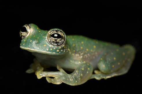 The white spotted glass frog