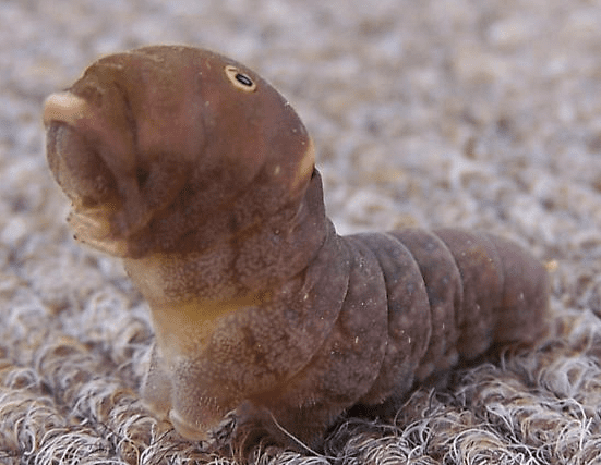 The Canadian tiger swallowtail larvae turns brown before pupa stage