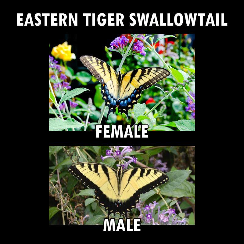 Eastern tiger swallowtail male vs female