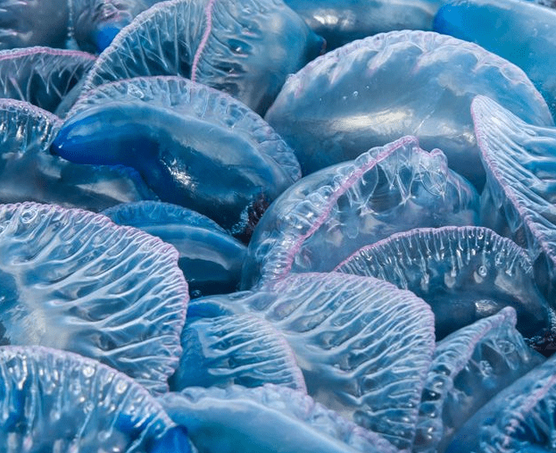 A group of Portuguese man o' war gather together