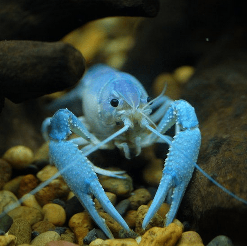 This is blue crayfish rare