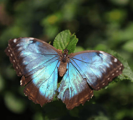A common blue morpho butter
