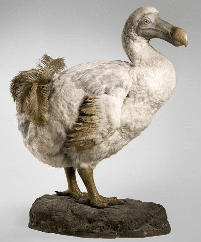 The pigeon is a relative to the dodo