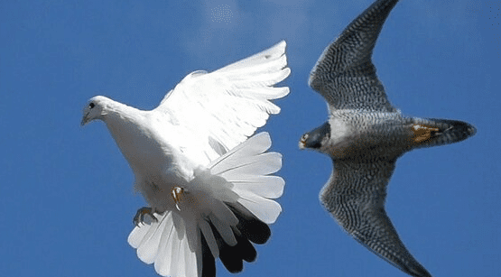 Pigeon vs falcon