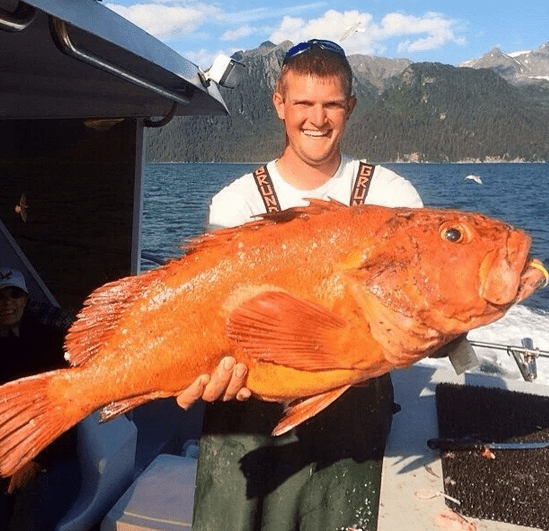 A huge yelloweye rockfish caught in Alaska