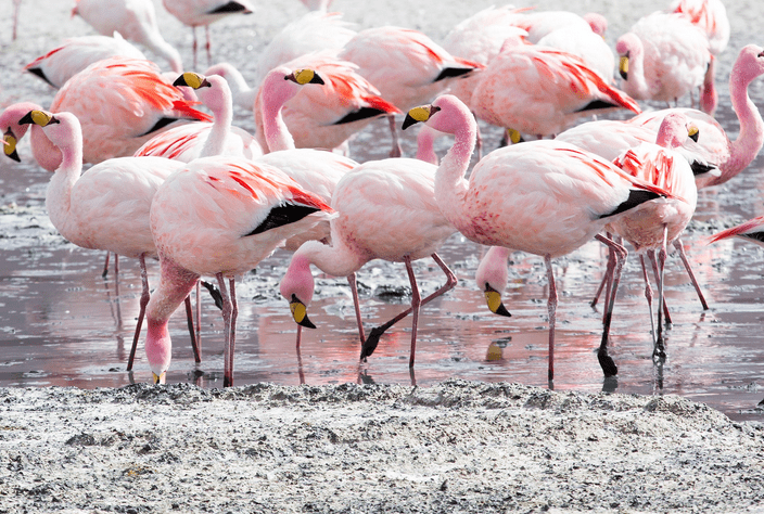 Flamingo bird colony