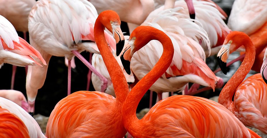 Flamingos represent romance
