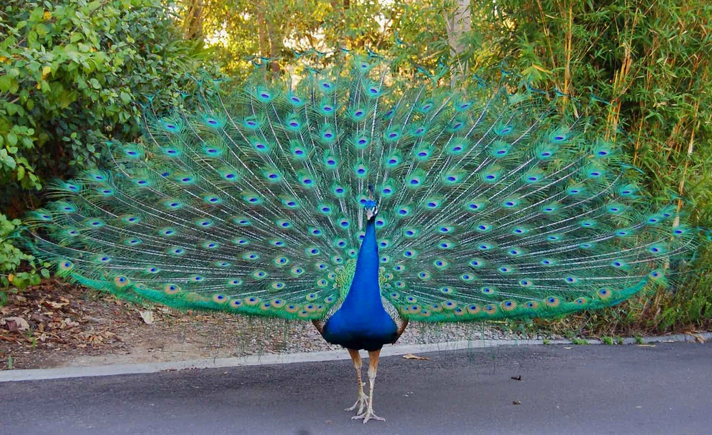 Indian Peafowl are stunning blue animals