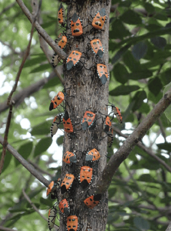 Hundred of man-faced stink bug can gather together to feed on one tree