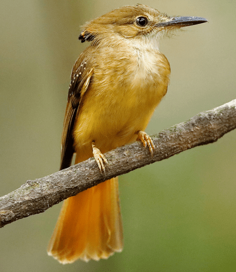The royal flycatcher rarely show their crest