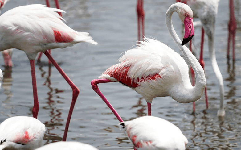 Flamingo bird can turn white
