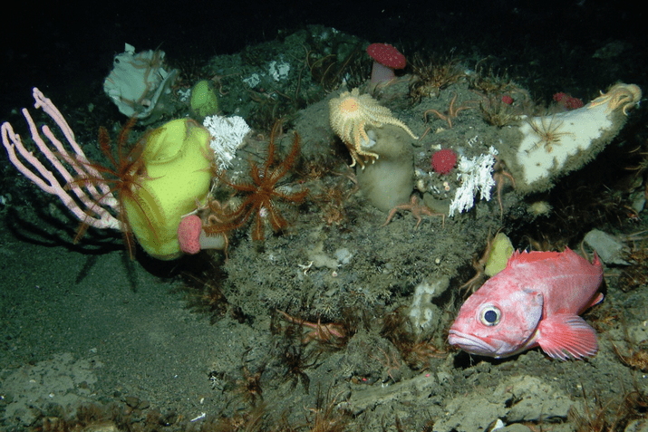 The yelloweye rockfish like staying at the seabed