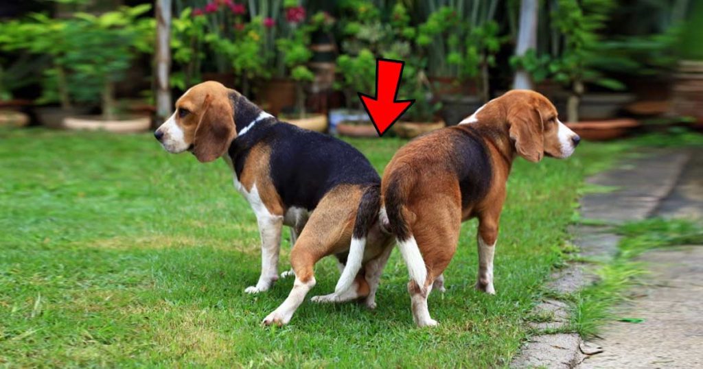 Why Do Dogs Get Stuck After Mating for 25 to 60 Minutes? Odd Facts