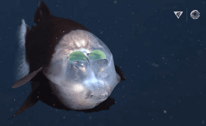 The odd creature Pacific barreleye fish