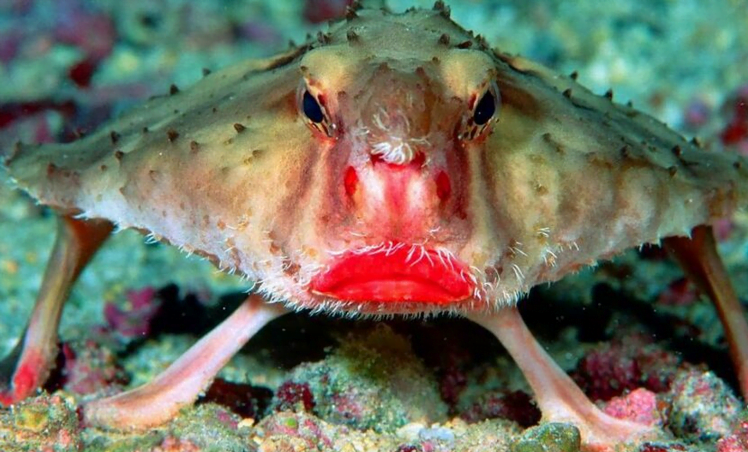 Red-lipped batfish on the bottom of the ocean