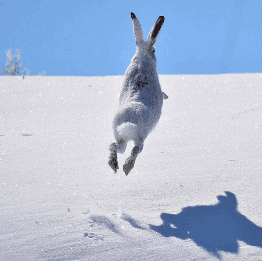 Arctic hare is jumpping