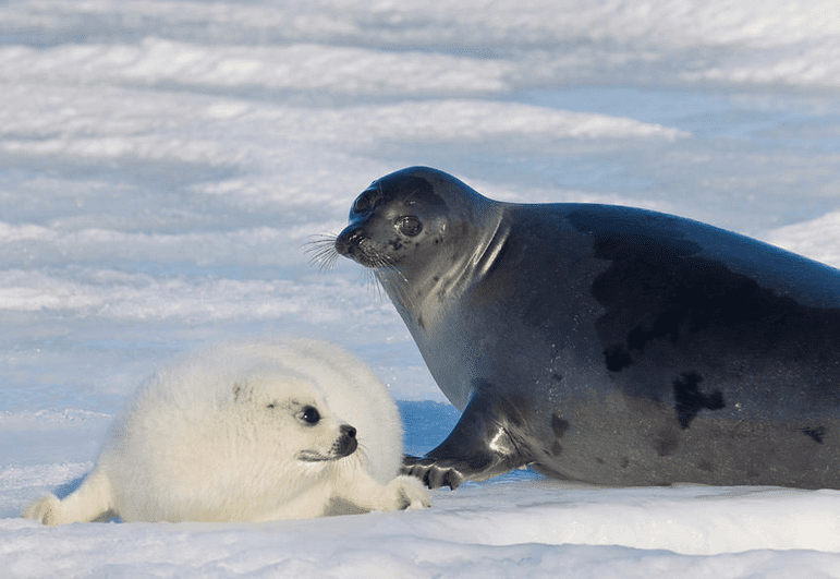 A harp seal and their young