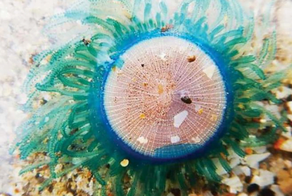 A small blue button jellyfish in the water
