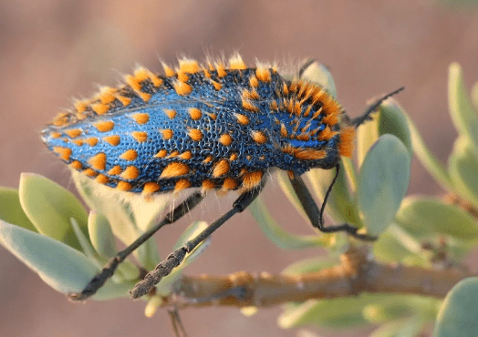 The brush jewel beetle is eating