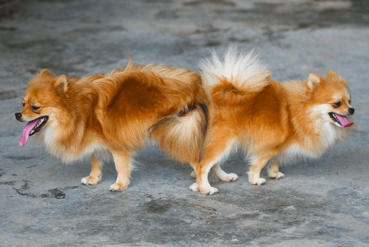 Two dogs get stuck after mating