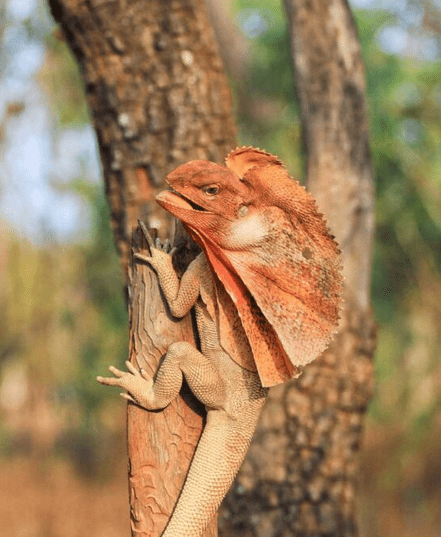 The frill-necked lizard on tree