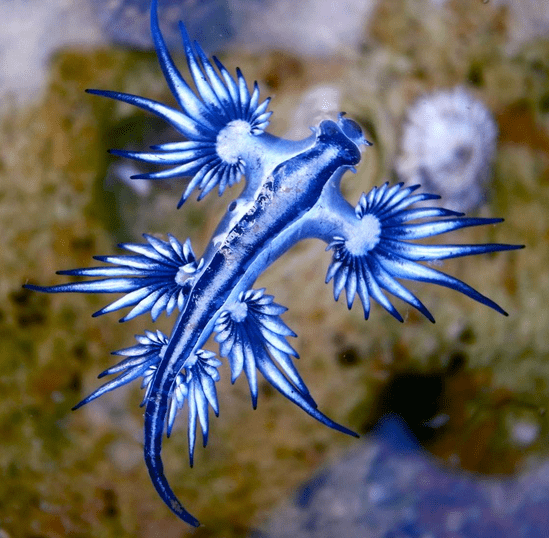 The blue dragon sea slug is floating