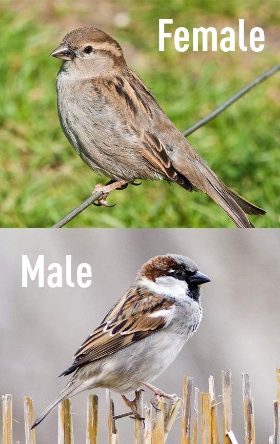 Female vs male house sparrow
