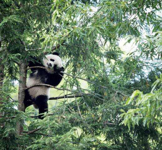 Giant panda adaptions