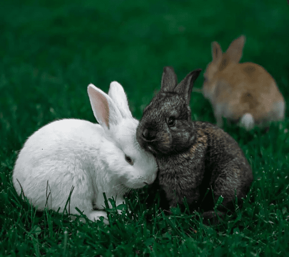 The rabbit mates in very young age