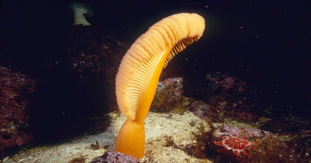 Top 10 Weird Sea Creatures beyond Your Imagination Odd Facts