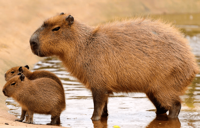 The capybara with her offspring
