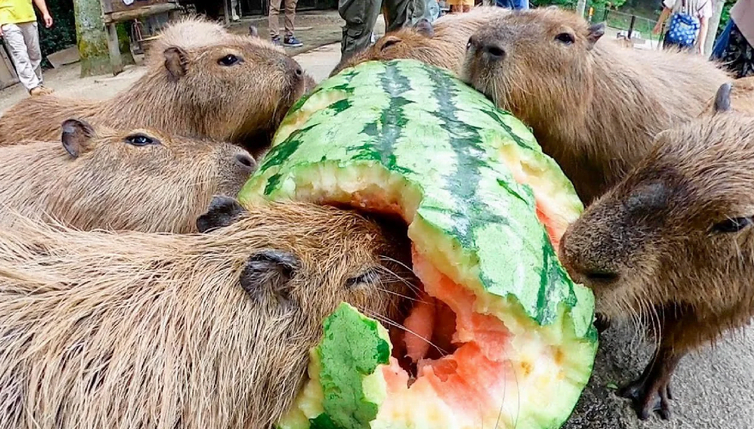 Capybaras eating a giant watermelon