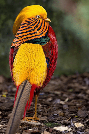 The golden pheasant looks like a real fire phoenix