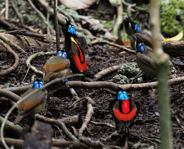 A group of Wilson's bird-of-paradise