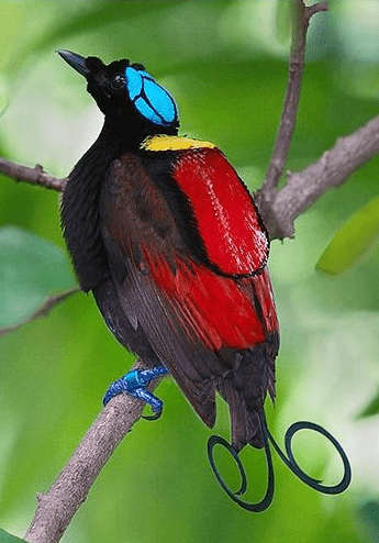 The Wilson's bird-of-paradise is perching