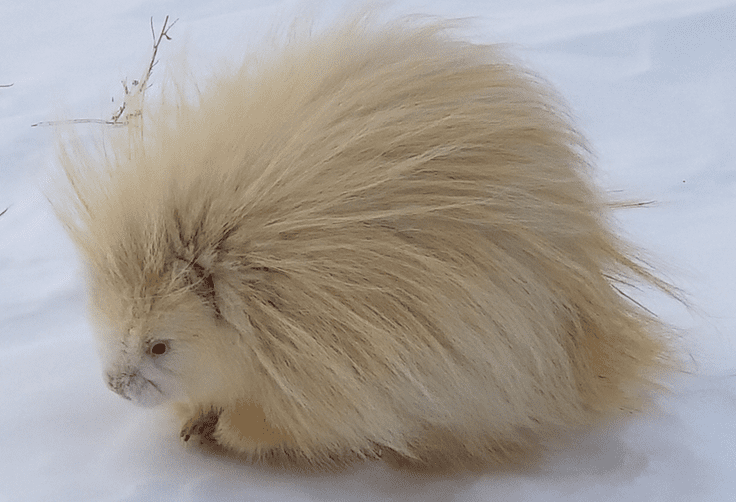 The albino porcupine