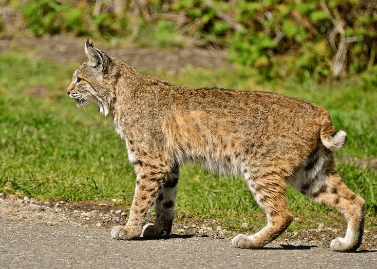 The bobcat looks like other lynx