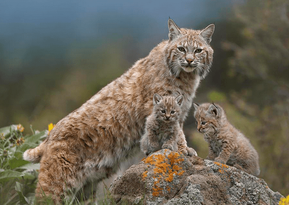 The female bobcat and her kittens