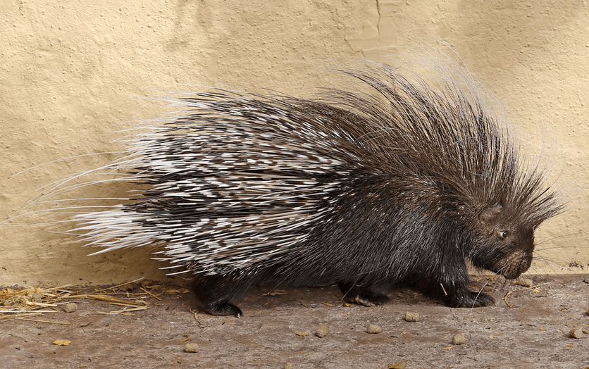 The cape porcupine is the biggest of the species