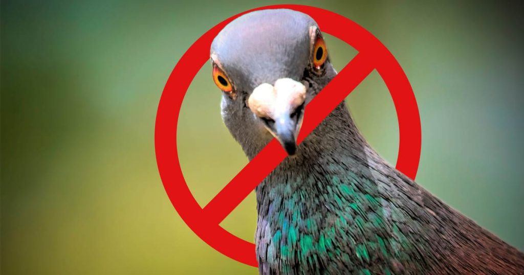 13 Ways to Get Rid of Pigeons without Hurting Them Odd Facts