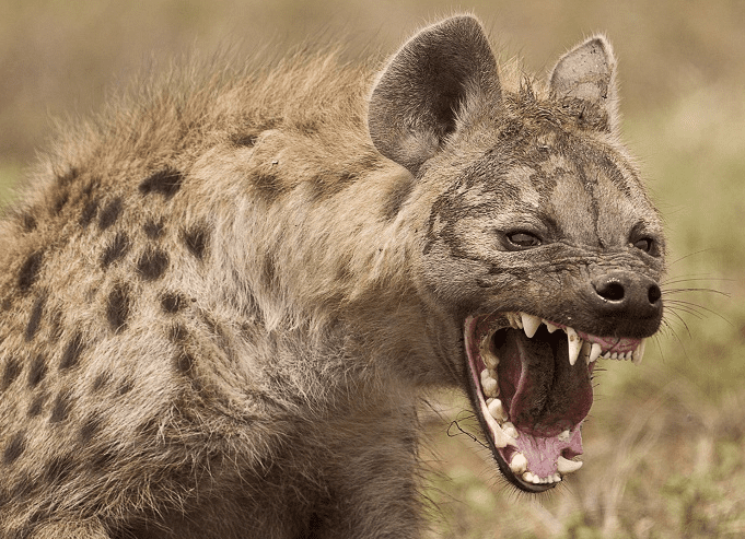 The laughing hyena