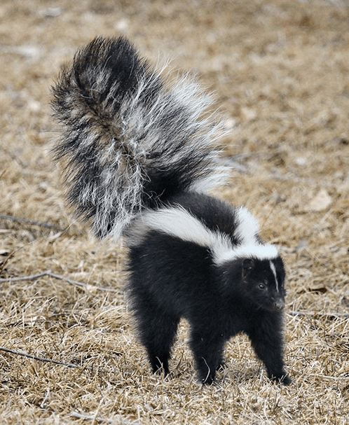 The stripe skunk