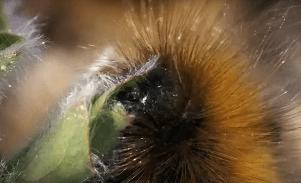 Arctic woolly bear moth is eating