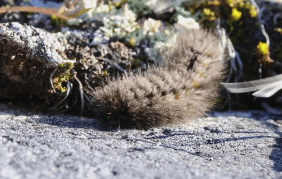 An Arctic woolly bear moth caterpillar is basking
