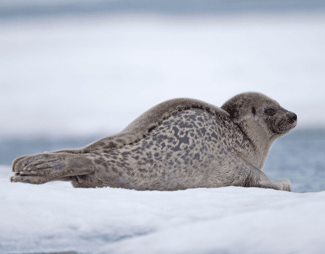 Types of animals in the arctic